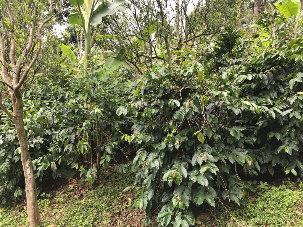 Pillar Coffee Estates